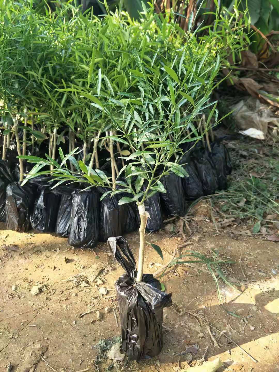 柠檬苗  苗圃包邮直销手指柠檬嫁接苗 带土带叶发货