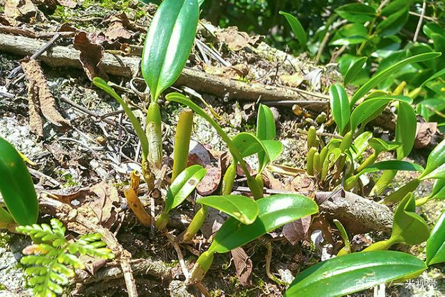 石橄榄  单中大叶双叶中大货美优惠