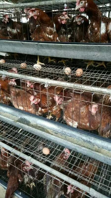 淘汰鸡 400多天的老货