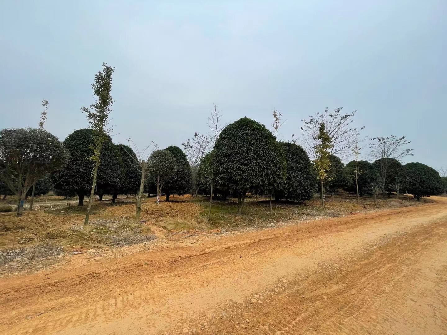 八月桂  供应精修桂花树，2.5米冠和3米冠