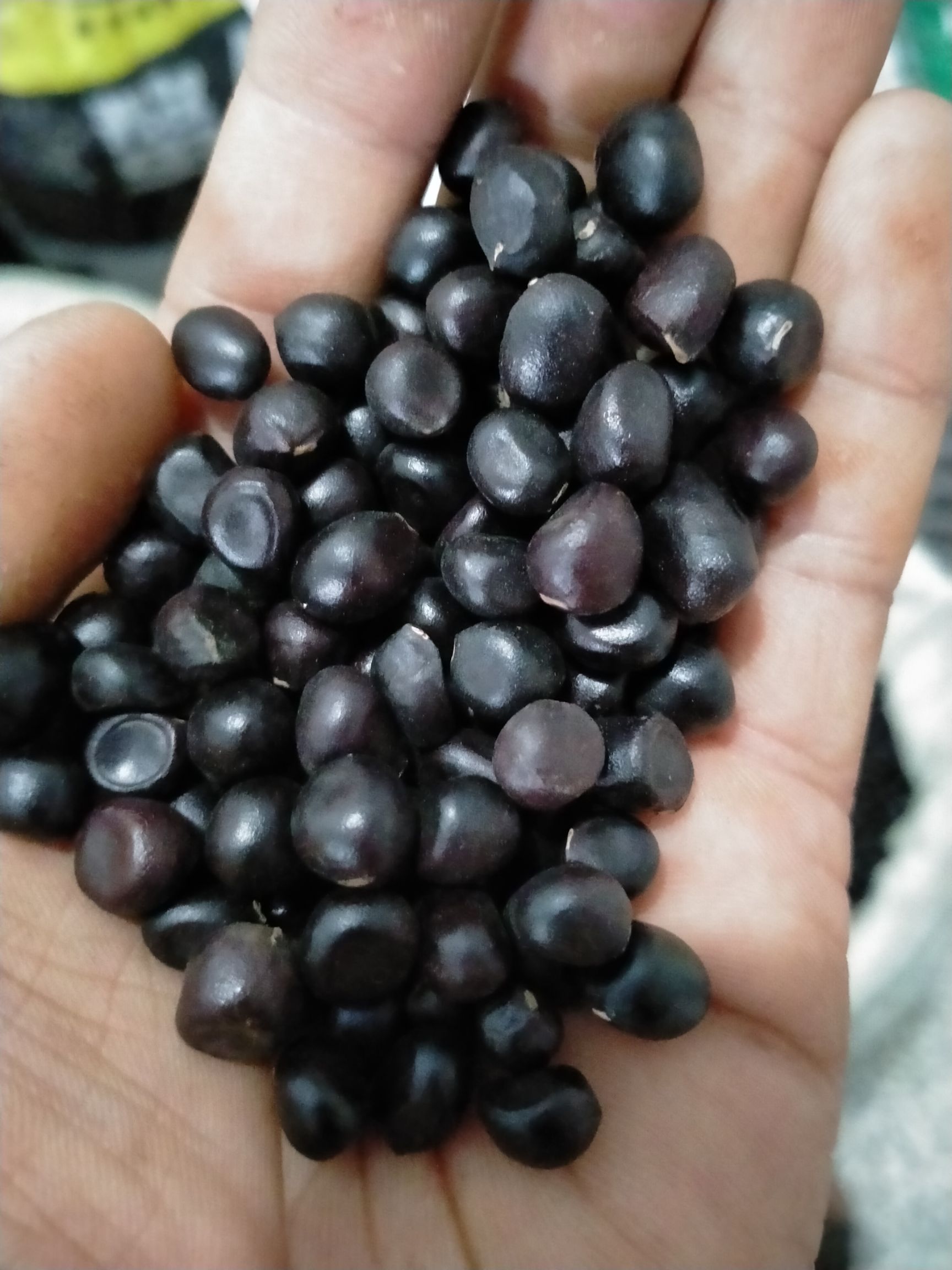 牡丹籽  油用牡丹籽榨油