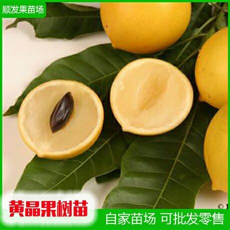 灵山县 黄晶果苗，台弯新品种又名黄金果、雅美果，南北方可种植
