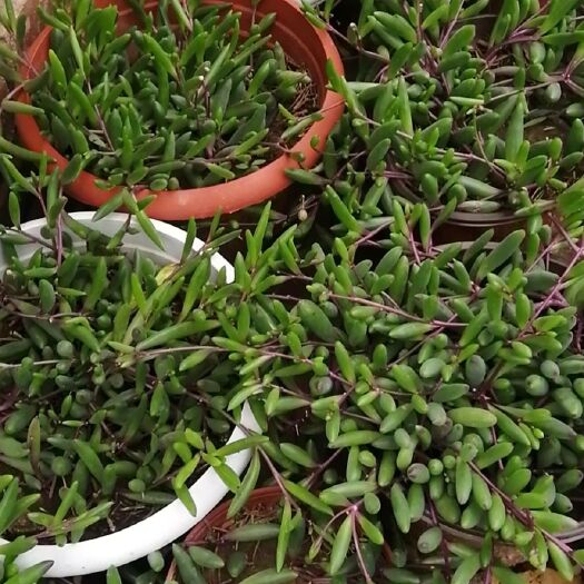 滦南县多肉植物 紫玄月