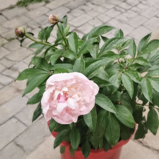 菏泽窄叶芍药 0.5米以下 14~16cm 