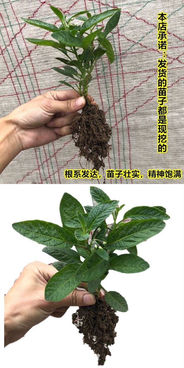 人参果苗 一年三季都可结果 产量高 水份足 甜度高