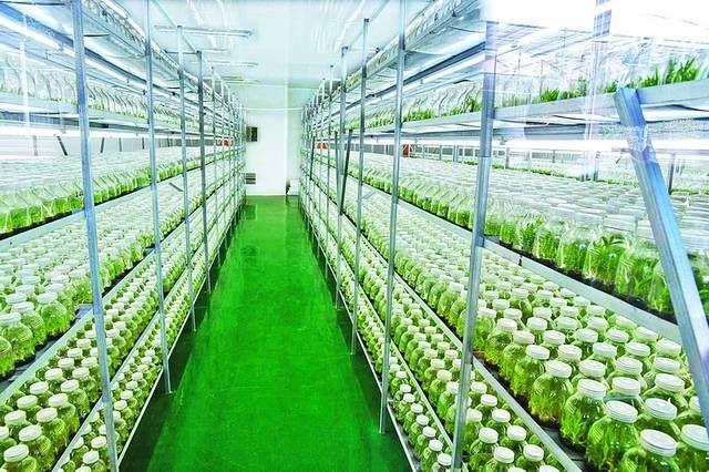 砚山县紫皮石斛种苗      铁皮石斛种苗