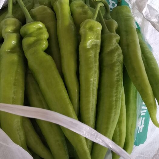 淄博尖椒 产地直销精品辣椒，菜椒，螺丝椒