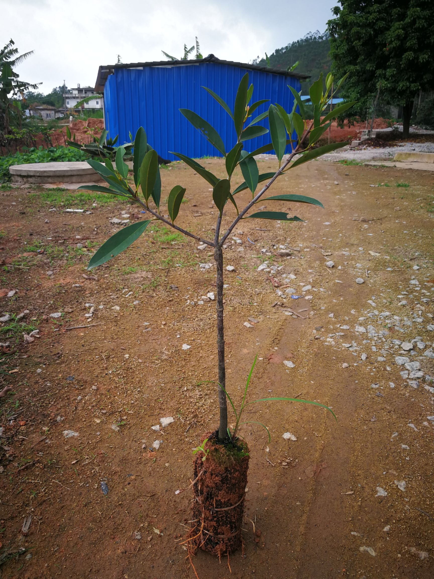 山竹树苗  岭南山竹苗黄金山竹嫁接果苗龙檬果苗绿化苗批发