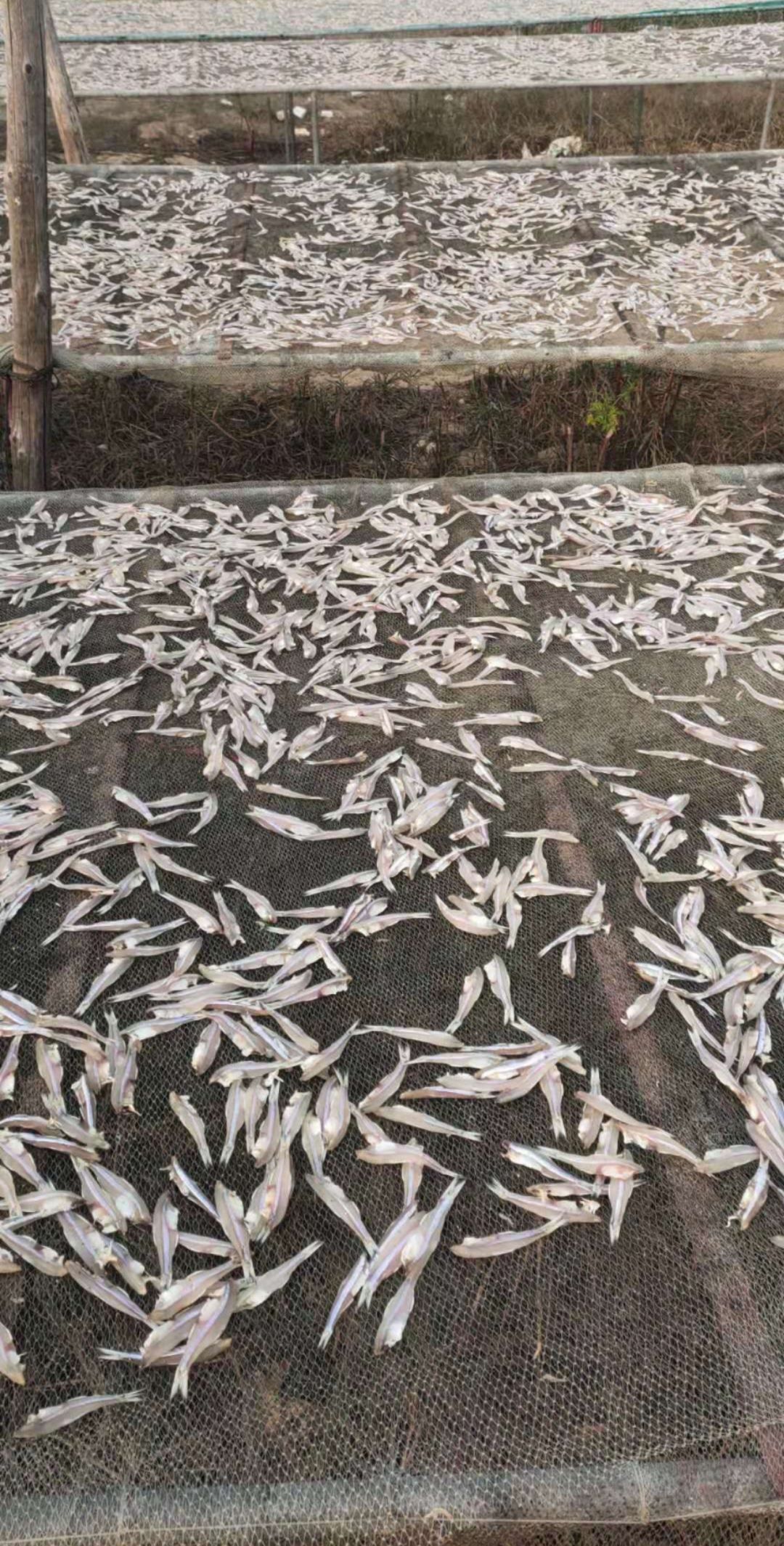 去头小鱼干