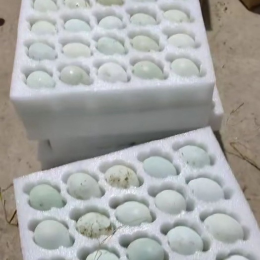蚌埠绿壳蛋  可孵化种蛋