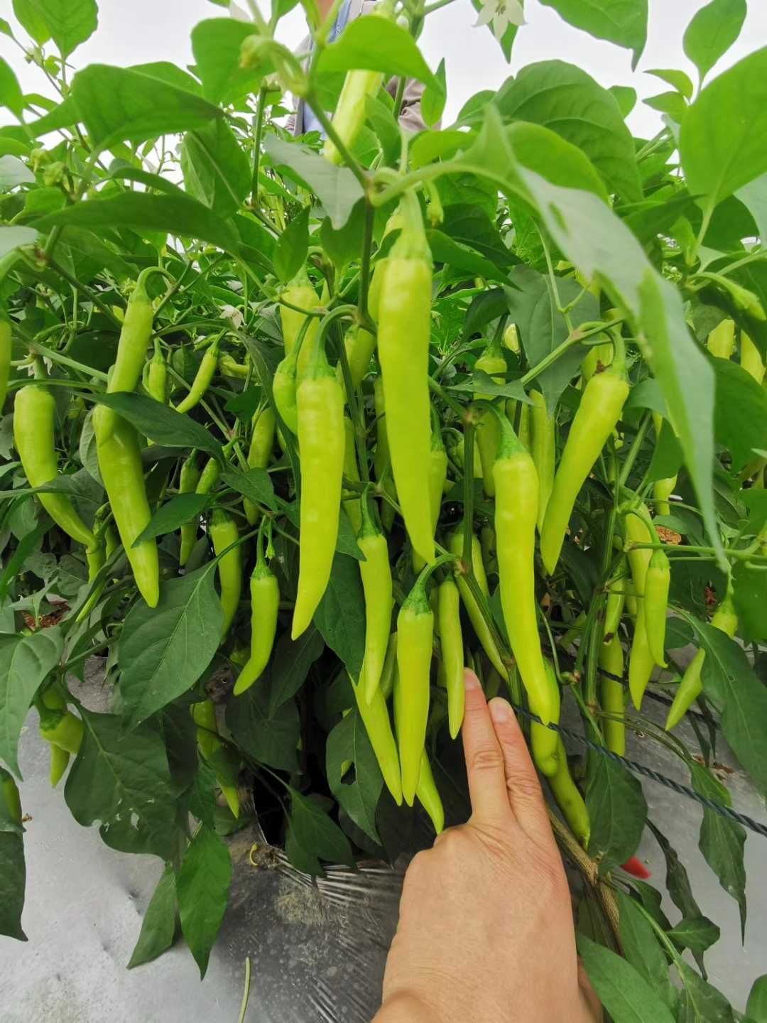 小白鸽白皮辣椒种 早中熟 辣味香浓 抗病抗逆行强