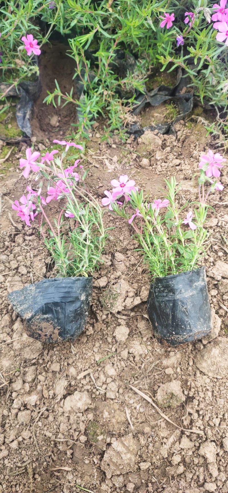  花海，从生福禄考