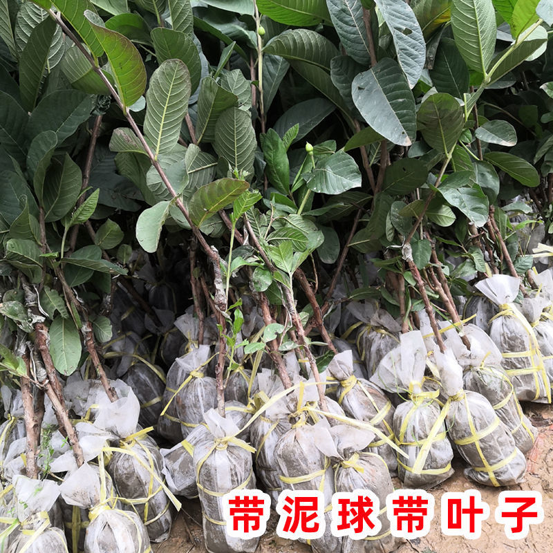 珍珠番石榴苗 四季番石榴树苗嫁接果树苗红宝石芭乐