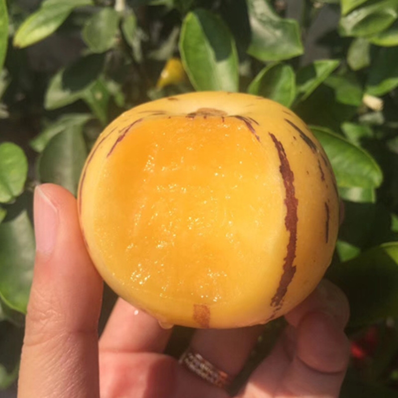 人参果苗 一年三季都可结果 产量高 水份足 甜度高