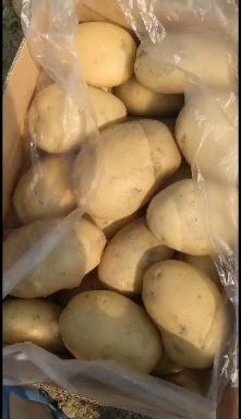 盈江县丽薯6号 土豆，丽署6号
