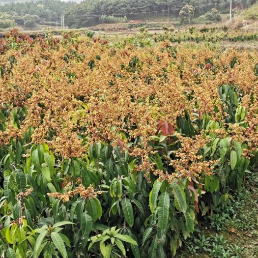 钦州金煌芒果苗  合作社直供50万芒果苗，品种有保证，欢迎全国各地客户考察订购