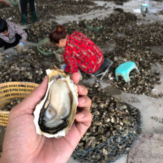 漳浦县福建生蚝 生蚝罐头 牡蛎  生蚝  半壳生蚝  高压锅生蚝