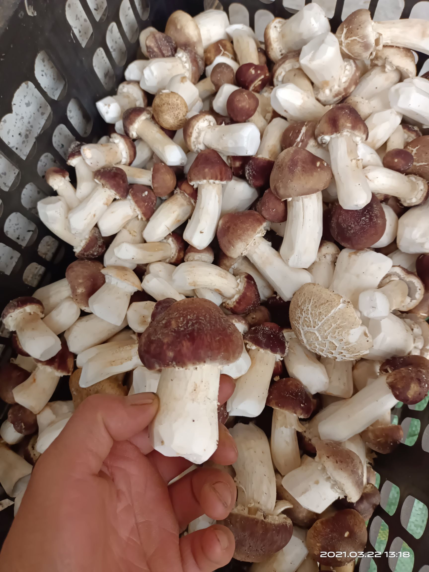 鲜松茸  人工仿种植