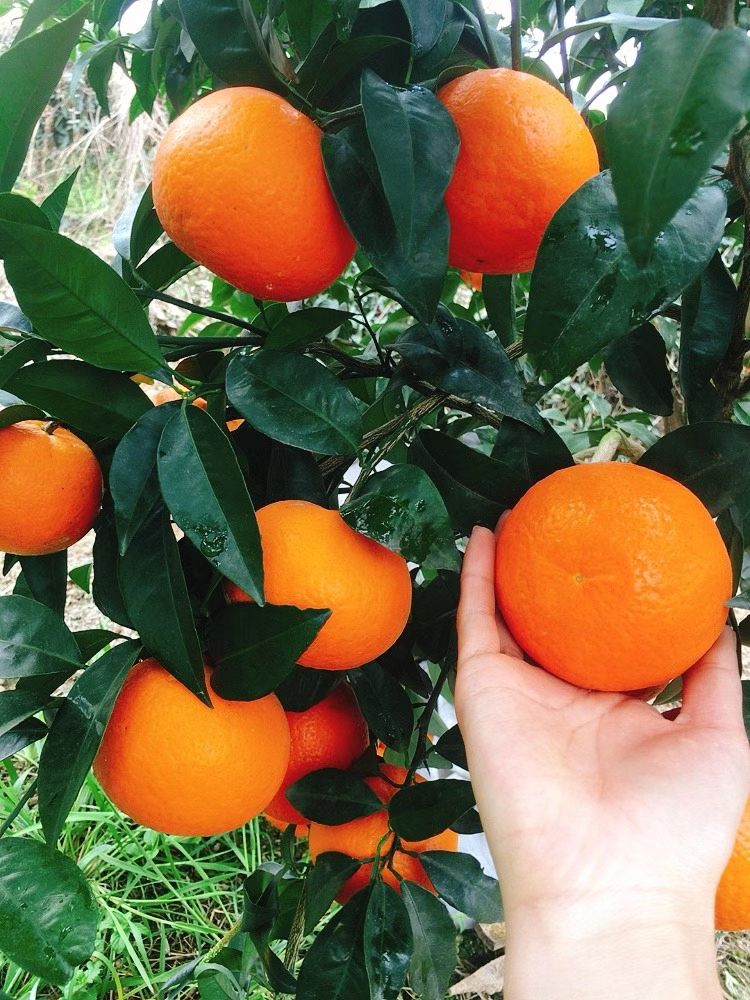 沃柑  80－85－90果占85%，70果以下基本上没有