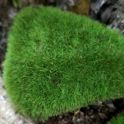 贵阳青苔 绿化庭院苔藓，盆景铺面苔藓，景观设计苔藓，