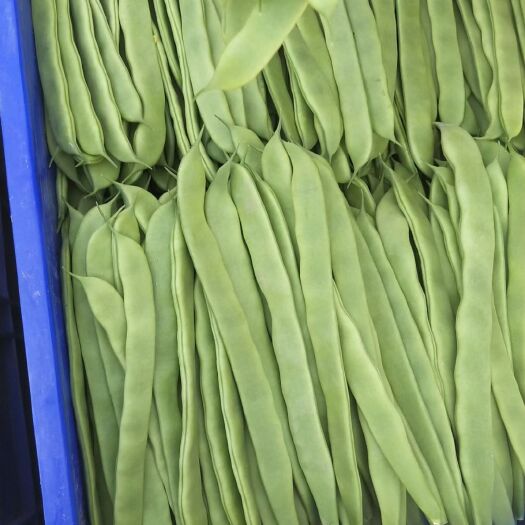 商河县四季豆  芸豆济南产区上市