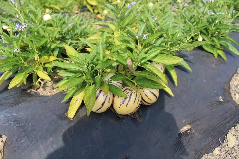 人参果苗 一年三季都可结果 产量高 水份足 甜度高