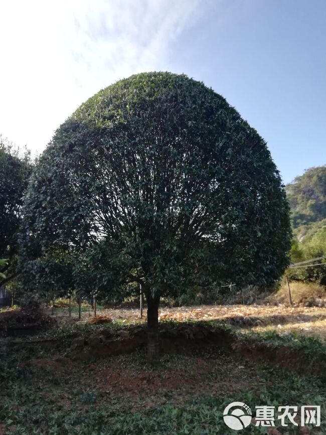 八月桂 出售各规格桂花树15公分