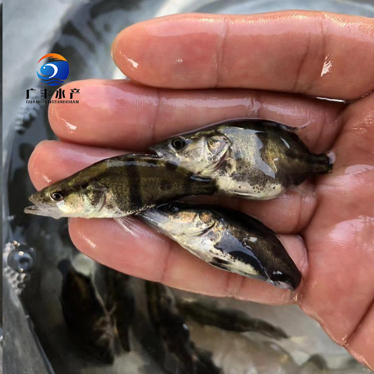 桂鱼苗  桂花鱼苗 鱖鱼苗 翘嘴鱖鱼苗