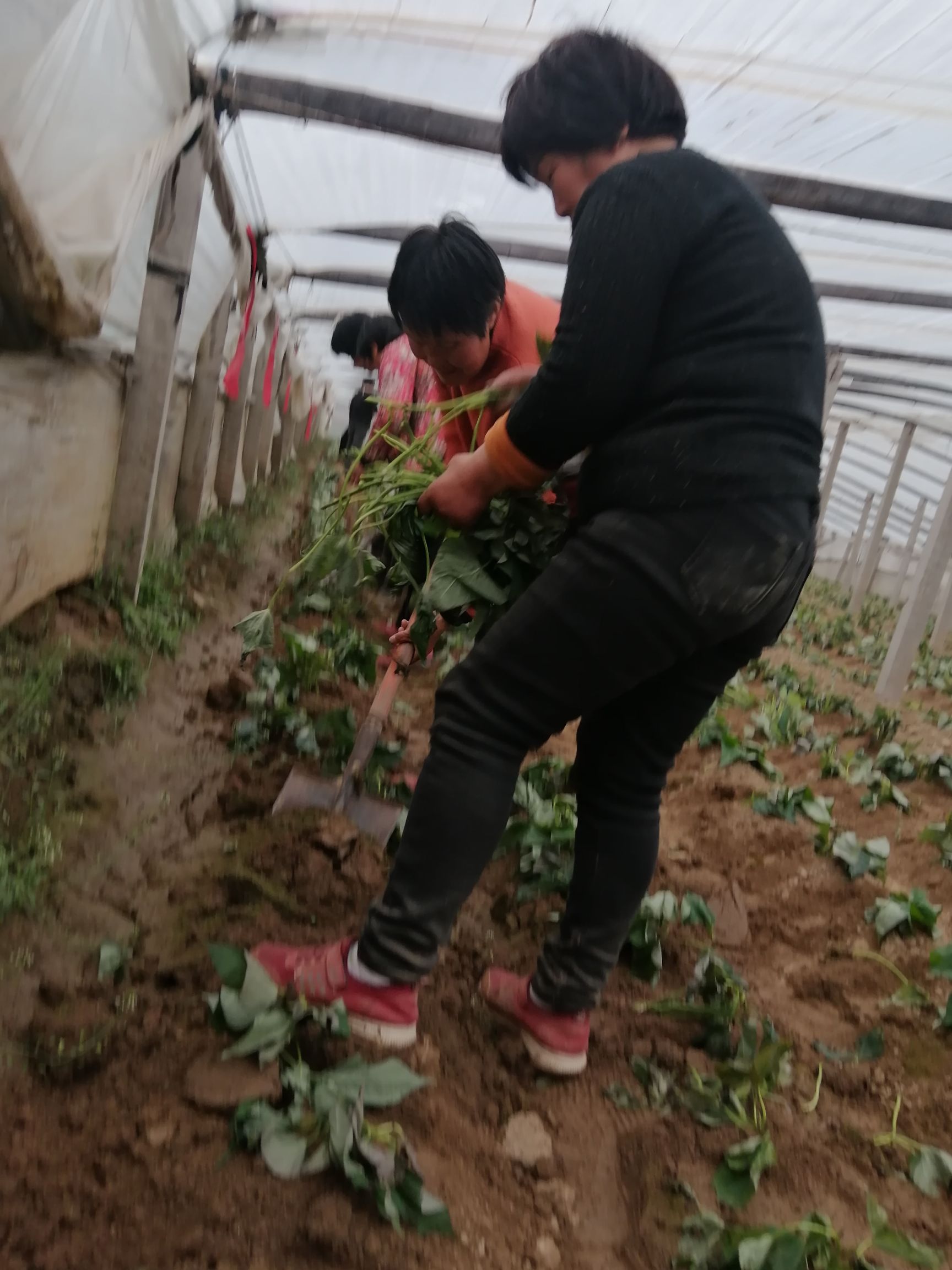 西瓜红红薯苗 红薯苗供货商