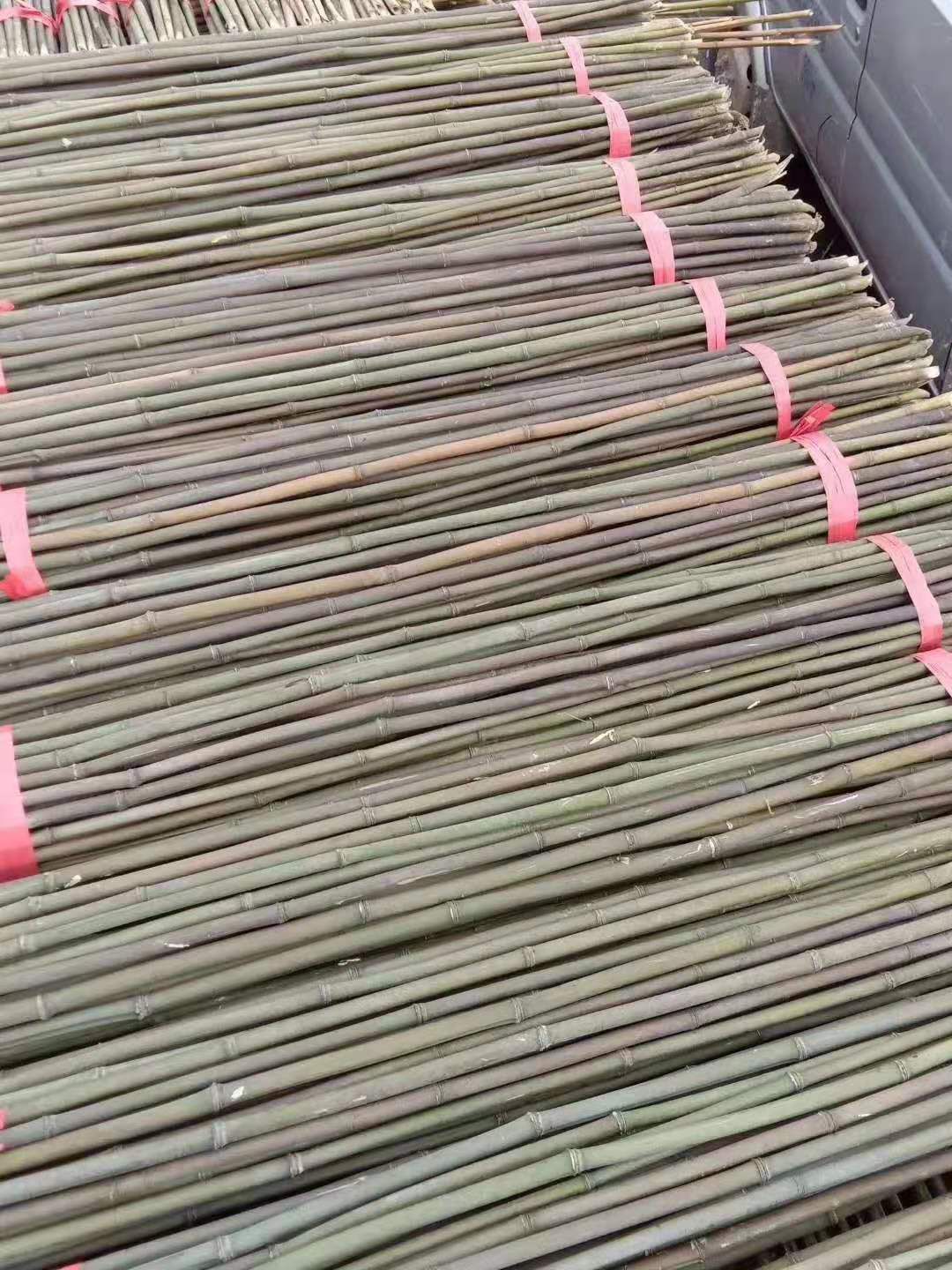 竹竿，菜架竹，金竹，竹子，产地直销，短节肉厚，坚韧耐用