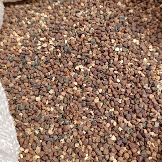 茶树种子  平利富硒五叶绞股蓝茶精品种子龙须茶种基地直销五叶