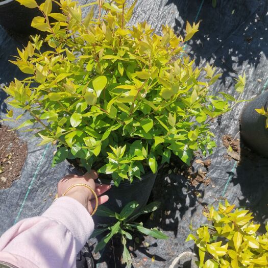 常州草花 六道木3加仑