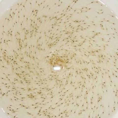 南美白对虾苗基围虾苗对虾苗一代苗高抗淡化苗免费提供技术指导