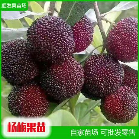 灵山县东魁杨梅树苗 杨梅苗东魅杨梅苗嫁接苗