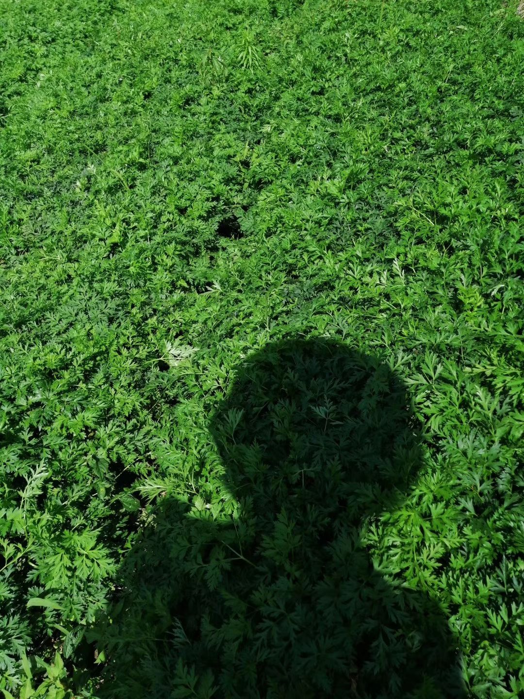 药典正品品种辽藁本  辽宁辽藁本大苗