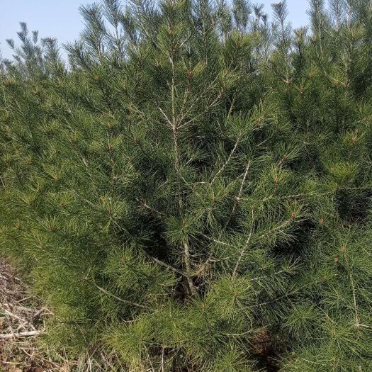  松树，雪松，白皮松