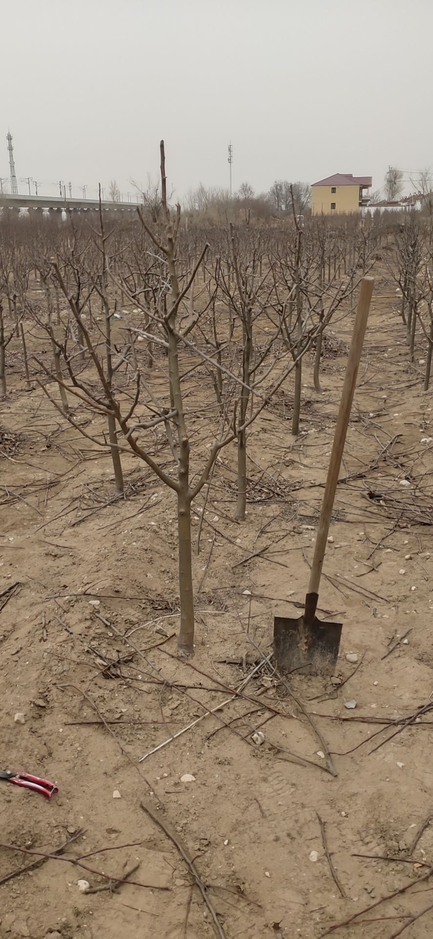 海棠树苗，好吃的八棱海棠果树苗，当年开花结果，别墅庭院地栽