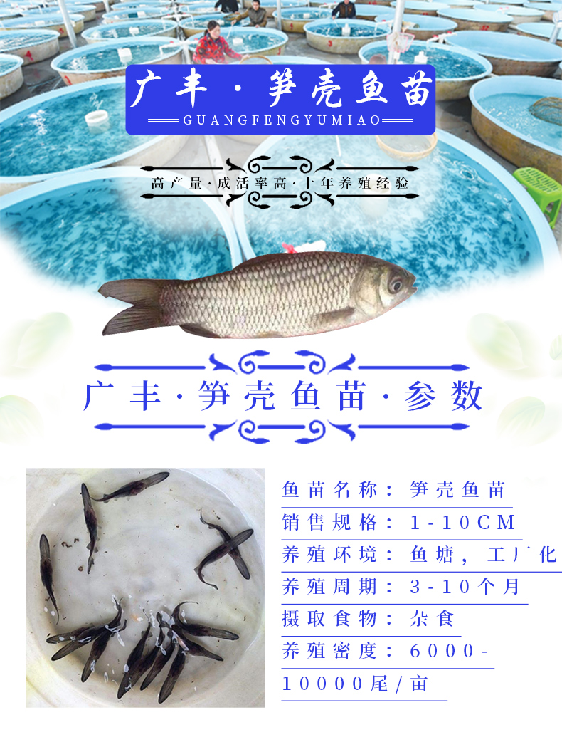 笋壳鱼苗 杂交笋壳鱼苗 泰国笋壳鱼苗