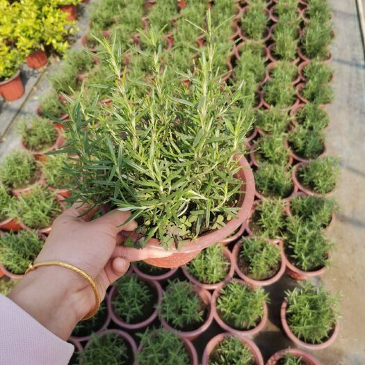 常州草花 迷迭香180
