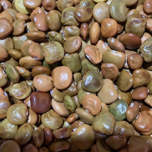 遂溪县凉薯种子  甜脆凉茹种子，水果地瓜种子