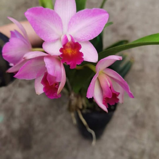  卡特兰，桃美人小花卡特兰，不定期开花