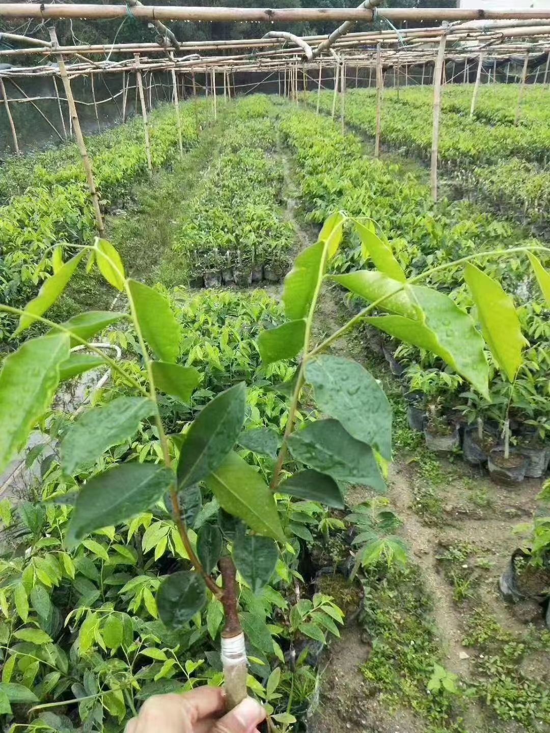 沉香苗  沉香树苗绿奇楠嫁接苗盆栽植物产地直销带营养杯发货