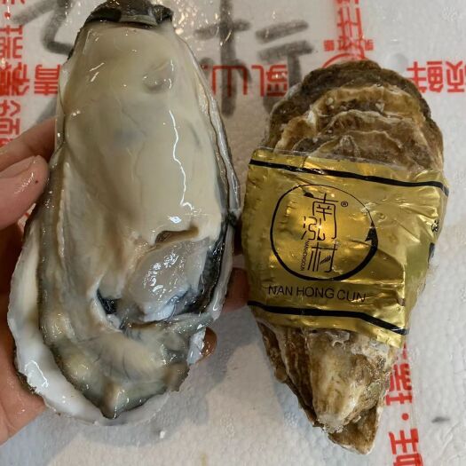 福州净化蚝 乳山生蚝