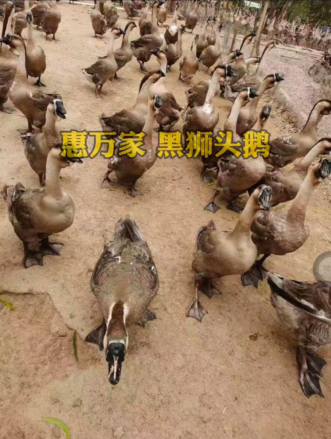 合浦黑狮头鹅苗 大种鹅苗 黑脚狮头鹅苗 包打疫苗，包运输存活