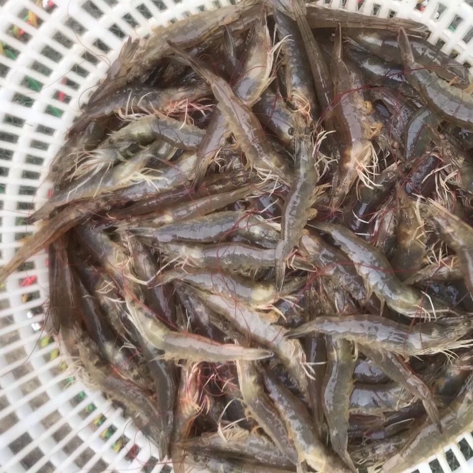 南美白对虾苗基围虾苗对虾苗一代苗高抗淡化苗免费提供技术指导