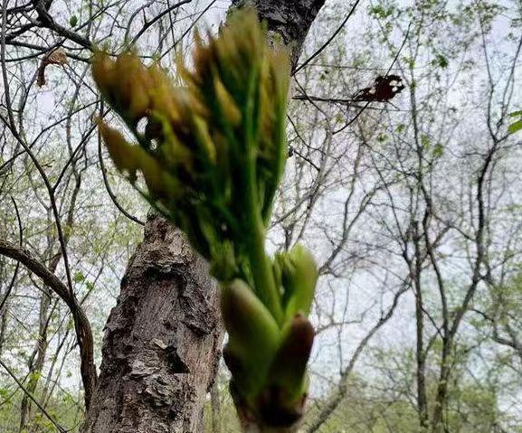 毕节绿香椿芽 臭春