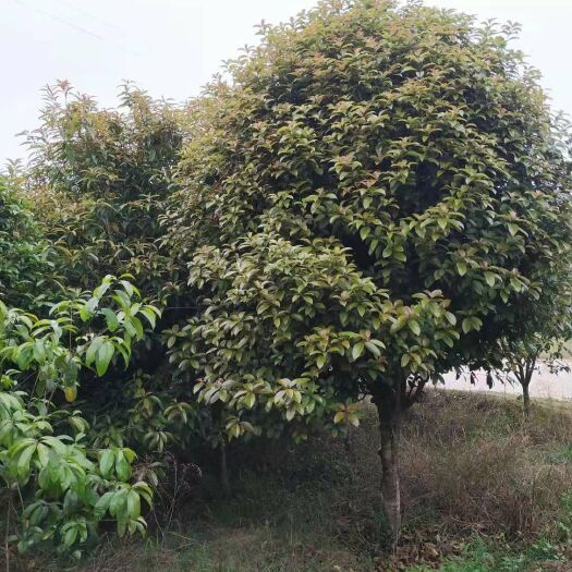 罗城县八月桂，直径大概在10-14公分左右