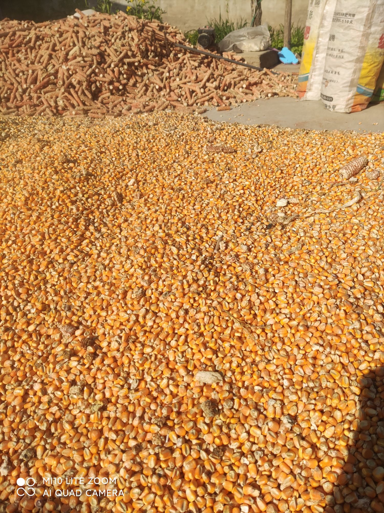 黄玉米粒  碎玉米 产地直销，万亩玉米，保证质量，服务一流