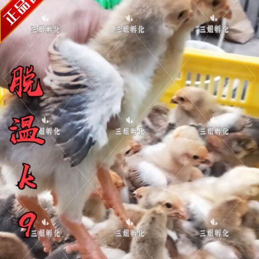 南宁K9鸡苗 脱温公苗k9四-五两种