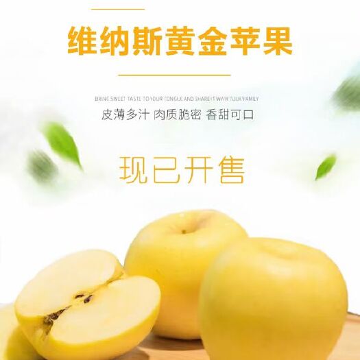 烟台 维纳斯黄金苹果烟台维纳斯女神黄金苹果